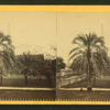 Date Palm Tree, St. Augustine, Fla.