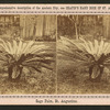 Sago Palm, St. Augustine.