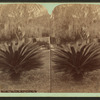 Sago Palm, St. Augustine, Fla.