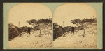View of the lighthouse on Anastasia Island, St. Augustine, Fla.