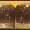 Orange grove, St. Augustine, Fla.