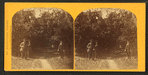 Orange grove, St. Augustine, Fla.