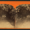 Orange archway on Mr. Ball's place, known as Lover's Lane.