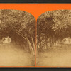 Dr. Ball's orange grove.