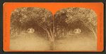 Dr. Ball's orange grove.