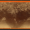 Orange archway on Mr. Ball's place, known as Lover's Lane.