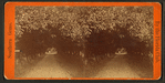 Orange archway on Mr. Ball's place, known as Lover's Lane.