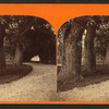 Ball's carriage road, and showing the orange archway in the distance. St. Augustine, Fla.