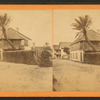 St. Francis St., with date palms.