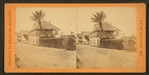 St. Francis St., with date palms.