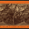 Magnolia grove, near the city of St. Augustine, Florida.