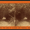Orange archway on Mr. Ball's place, known as Lover's Lane.