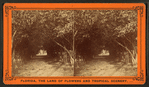 Orange archway on Mr. Ball's place, known as Lover's Lane.