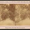 Orange archway, on Mrs. Ball's grove. St. Augustine.
