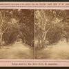 Orange archway, Mrs. Ball's grove.