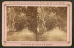 Orange archway, Mrs. Ball's grove.