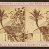 The oldest house, and date palm, St. Francis St.,  St. Augustine.