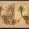 The oldest house, and date palm, St. Francis St.,  St. Augustine.