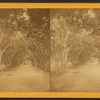 Orange Avenue.,St. Augustine.