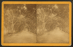 Orange Avenue.,St. Augustine.