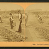 Barbecue, Atlanta Exposition