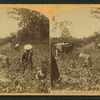 View of African American workers in a cotton field near Atlanta.