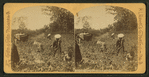 View of African American workers in a cotton field near Atlanta.