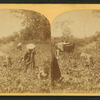 View of African American workers in a cotton field near Atlanta.
