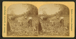 View of African American workers in a cotton field near Atlanta.
