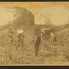 View of African American workers in a cotton field near Atlanta.
