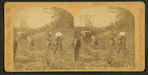 View of African American workers in a cotton field near Atlanta.