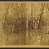 Dismal mud swamp.