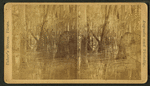 Dismal mud swamp.