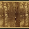 Vista in Dismal Swamp.