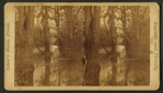 Vista in Dismal Swamp.