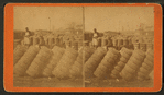Cotton in R.R. yard.