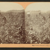 Cotton Plantation, Rome, Georgia.