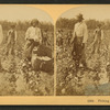 Picking cotton, Georgia.