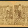 Piking cotton, Georgia.