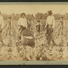 Cotton pickers, Georgia.