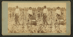 Cotton pickers, Georgia.