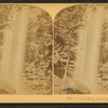 Toccoa Falls, near Tallulah, Georgia.
