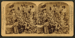 Cotton is king - A plantation scene, Georgia.