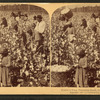 Cotton is king - A plantation scene, Georgia.