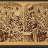 Cotton is king - A plantation scene, Georgia.