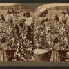 Cotton is king - A plantation scene, Georgia.