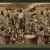 Cotton is king - A plantation scene, Georgia.