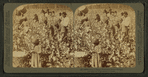 Cotton is king - A plantation scene, Georgia.