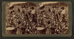 Cotton is king - A plantation scene, Georgia.