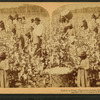 Cotton is king - A plantation scene, Georgia.